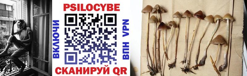 блэк спрут ТОР  Алзамай  Псилоцибиновые грибы Psilocybine cubensis 
